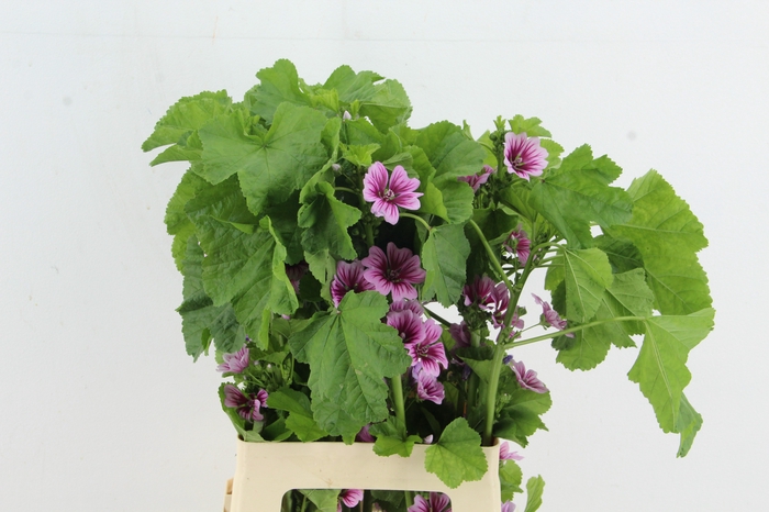 <h4>MALVA ZEBRINA</h4>