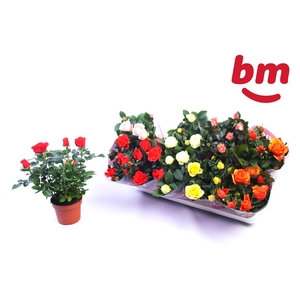 RO B MONDE GEM