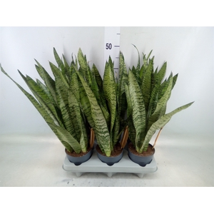 Sansevieria zeylanica