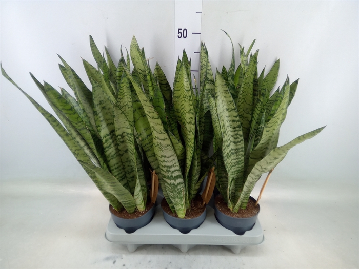 <h4>Sansevieria zeylanica</h4>