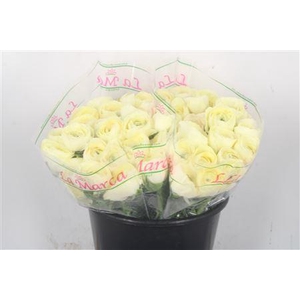 Ran.. Su Commedia Extra