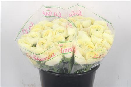 Ran.. Su Commedia Extra