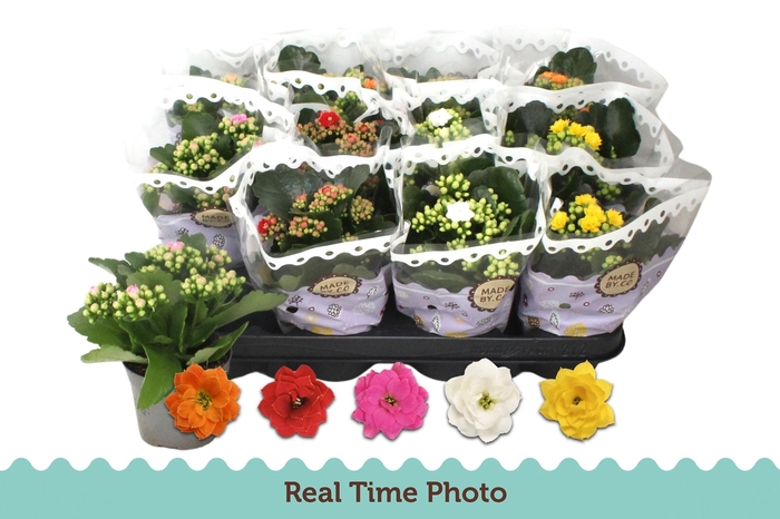 <h4>KAL GE GEM 5 KL</h4>