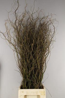 <h4>Salix Tortuosa</h4>