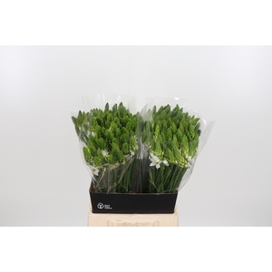 Ornithogalum Thyrsoides
