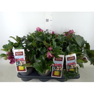 Helleborus   ...