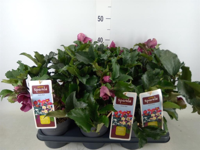 <h4>Helleborus   ...</h4>