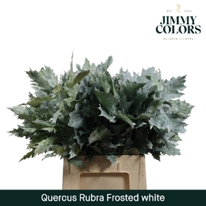Quercus Rubra L60 Klbh. Frosted Wit