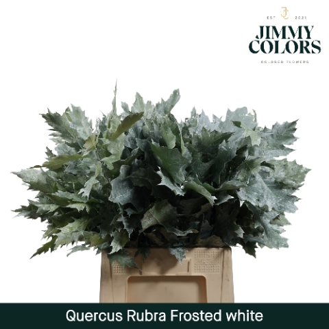 <h4>Quercus Rubra L60 Klbh. Frosted Wit</h4>