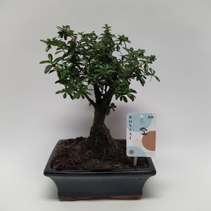 Pyracantha Bonsai Traditional 20 cm