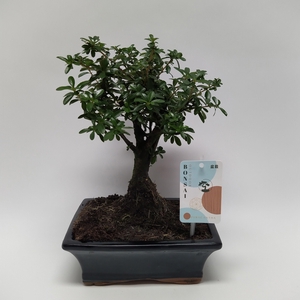 Pyracantha Bonsai Traditional 20 cm
