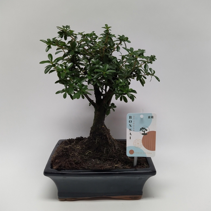 <h4>Pyracantha Bonsai Traditional 20 cm</h4>