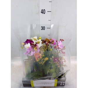 Phalaenopsis multi.   ...mix  5