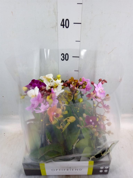 <h4>Phalaenopsis multi. ...mix 5</h4>