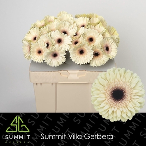Gerbera Eclair Water