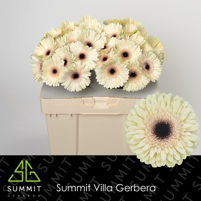 <h4>Gerbera Eclair Water</h4>