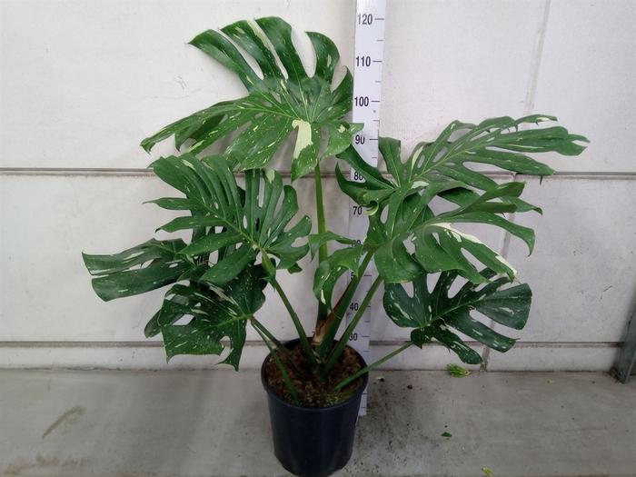 <h4>Monstera delic. 'Thai Constellatio'</h4>