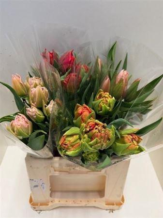 <h4>Tu En Gemengd</h4>