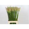 Nerine Vesta K