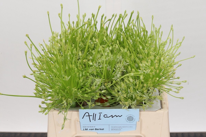 <h4>Allium Schubertii White</h4>