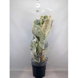 Ficus elastica 'Tineke'