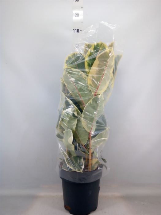 <h4>Ficus elastica 'Tineke'</h4>