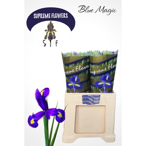 IRIS BLUE MAGIC