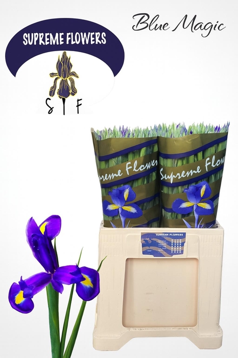 <h4>IRIS BLUE MAGIC</h4>