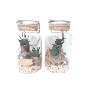 814BMS Fles / Terrarium 14/26 Haworthia in schors