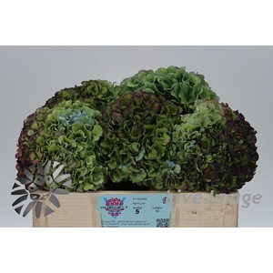 Hydrangea royal pride classic