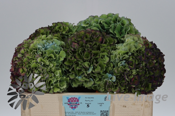 <h4>Hydrangea royal pride classic</h4>