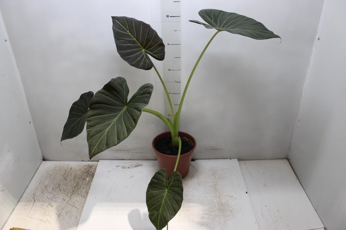 <h4>ALOCASIA REGAL SHIELDS P17</h4>