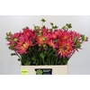 Dahlia Electric Flash