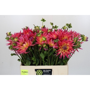 Dahlia Electric Flash