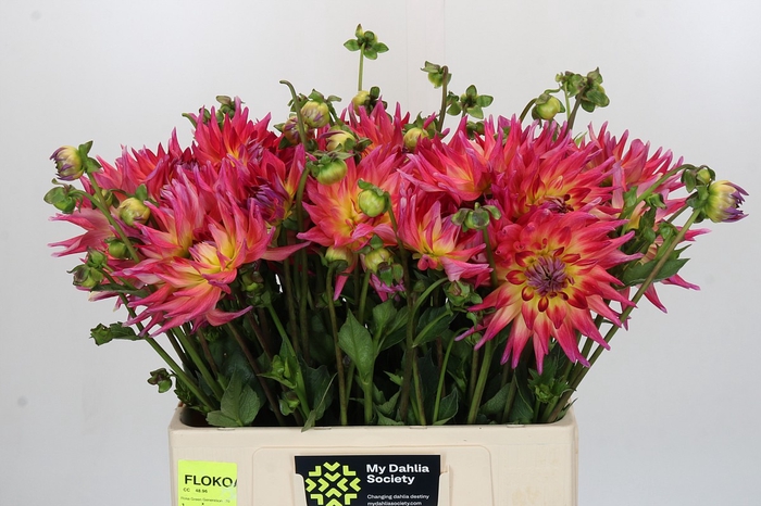Dahlia Electric Flash