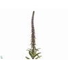 DIGI PARVIFLORA
