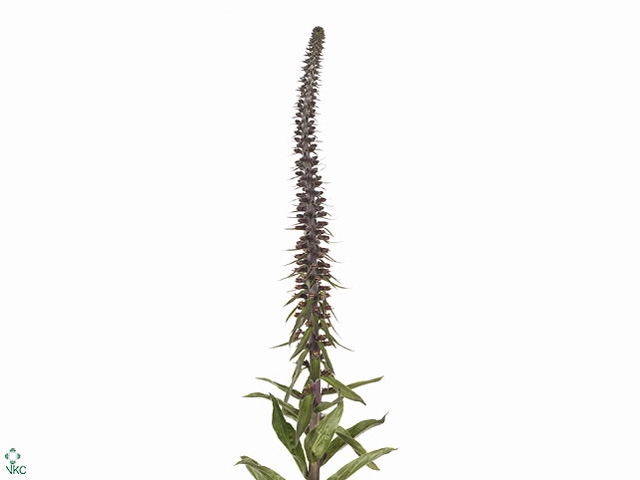 DIGI PARVIFLORA