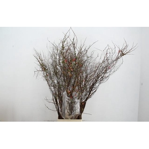 CHAENOMELES SUPERBA 150CM