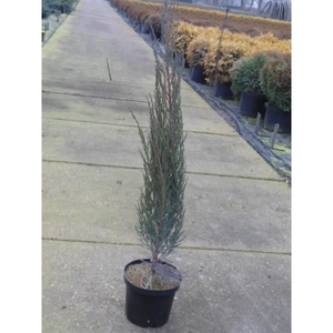 Juniperus scop. Blue Arrow