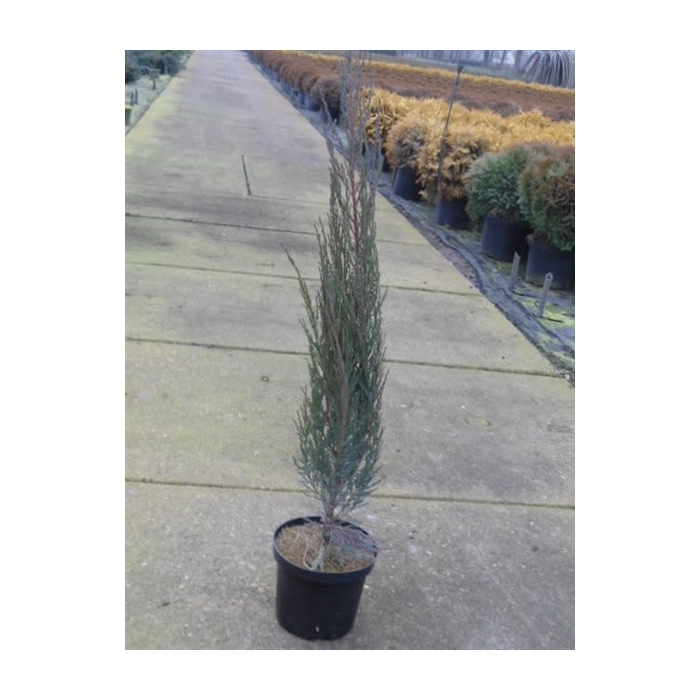 <h4>Juniperus scop. Blue Arrow</h4>