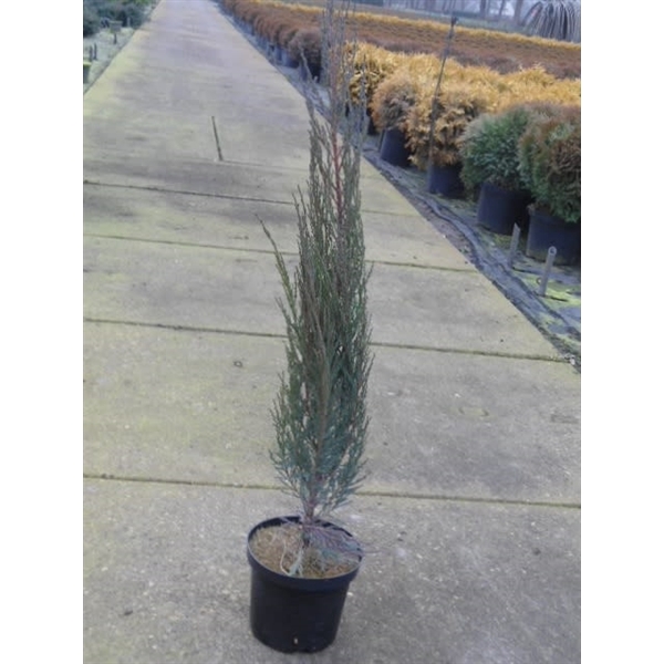 <h4>Juniperus scop. Blue Arrow</h4>