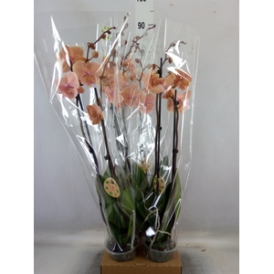 Phalaenopsis   ...