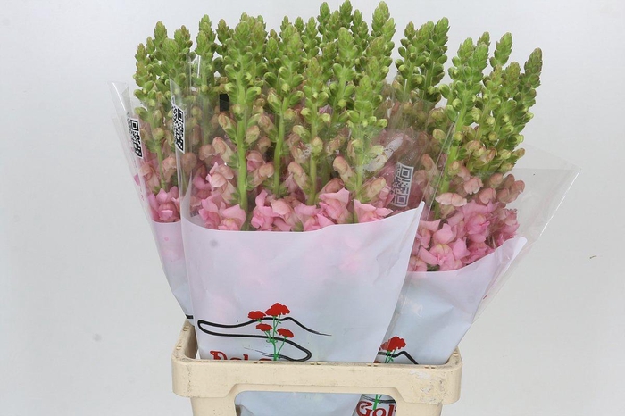 <h4>Antirrhinum Potomac Early Pink</h4>
