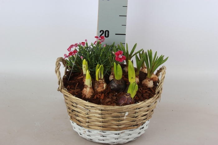 <h4>ARR BOL KNOLGEWAS</h4>