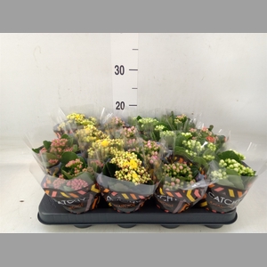 Kalanchoe blos.   ..rosebud mix  5