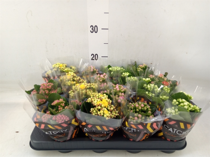 <h4>Kalanchoe blos.   ..rosebud mix  5</h4>