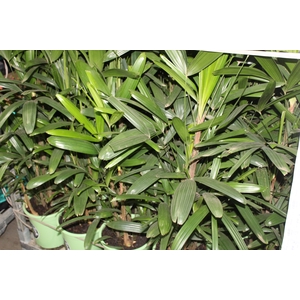 PALMEIRA RAPHIS P24