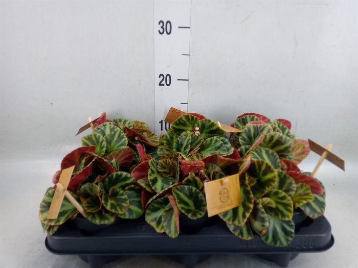 <h4>Begonia BD   ...</h4>