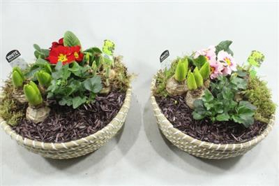 <h4>1183 Mnd Streep</h4>