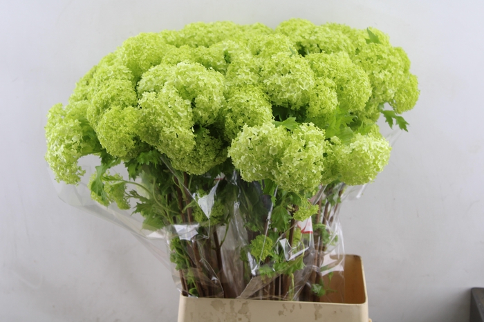 <h4>Viburnum Roseum</h4>
